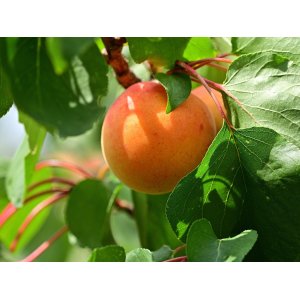 Mini marhuľa nízkokmenná (Prunus armeniaca nanum) ´BASHFUL´® - výška 70-100 cm, obvod kmeňa 6/8 cm, kont.C10L
